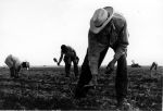 (244) Field Work, Short Handled Hoe (244) Field Work, Short Handled Hoe