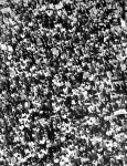 (25328) Civil Rights, Demonstrations, "Walk to Freedom," Detroit, 1963