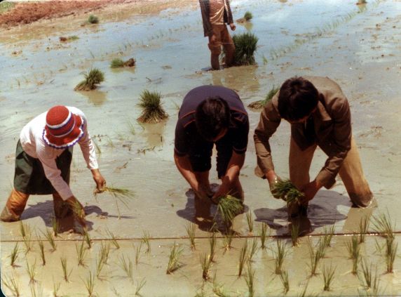 (270) Cesar Chavez, Philippines, Rice Field, 1977 (270) Cesar Chavez, Philippines, Rice Field, 1977