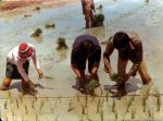 (270) Cesar Chavez, Philippines, Rice Field, 1977 (270) Cesar Chavez, Philippines, Rice Field, 1977