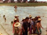 (271) Cesar Chavez, Philippines, Rice Field, 1977 (271) Cesar Chavez, Philippines, Rice Field, 1977