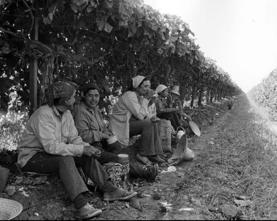 (333) Female farm workers in the field (333) Female farm workers in the field