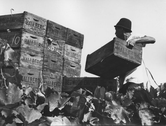 (337) A farm worker stacks crates of harvested grapes (337) A farm worker stacks crates of harvested grapes