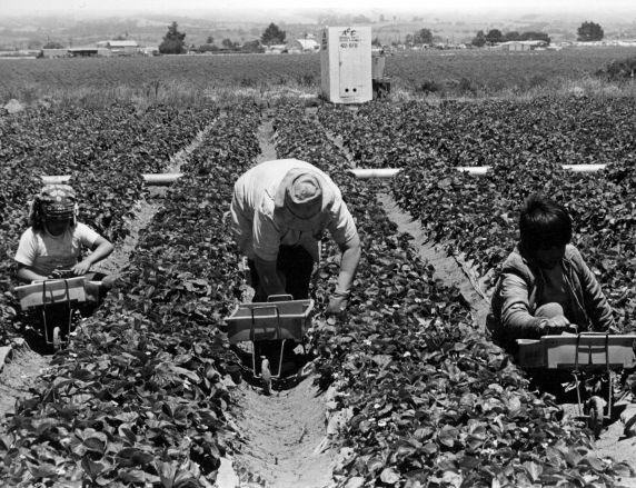 (339) Children harvest strawberries (339) Children harvest strawberries