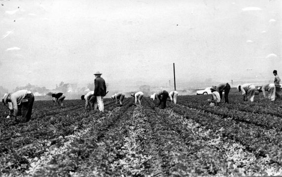 (340) Farm workers harvesting crops in a field (340) Farm workers harvesting crops in a field