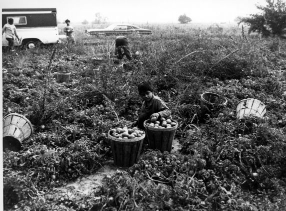 (342) Children work alongside adults in the fields (342) Children work alongside adults in the fields