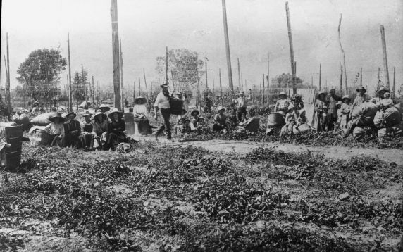 (5834) Hop pickers, Durst Ranch, Wheatland, California, 1913 (5834) Hop pickers, Durst Ranch, Wheatland, California, 1913