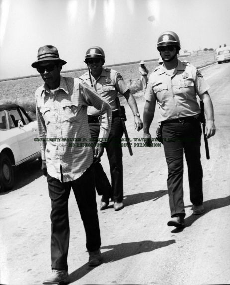 (5868) UFW picketer arrested near Roberto Poso Ranch (5868) UFW picketer arrested near Roberto Poso Ranch