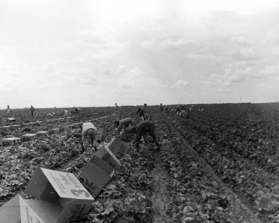 (7116) Farm workers harvest lettuce (7116) Farm workers harvest lettuce