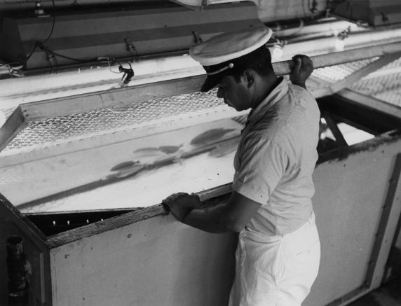 (9969) Aquarium Employee (9969) Aquarium Employee